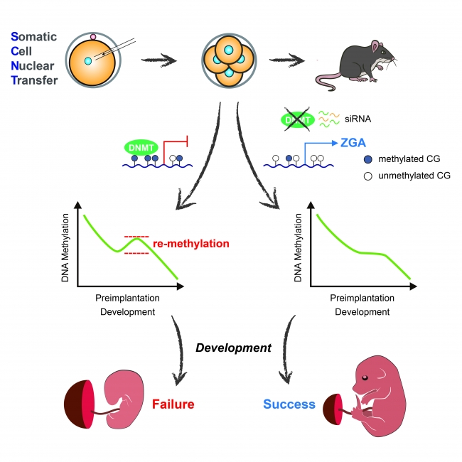 Graphical Abstract Graphical Abstract